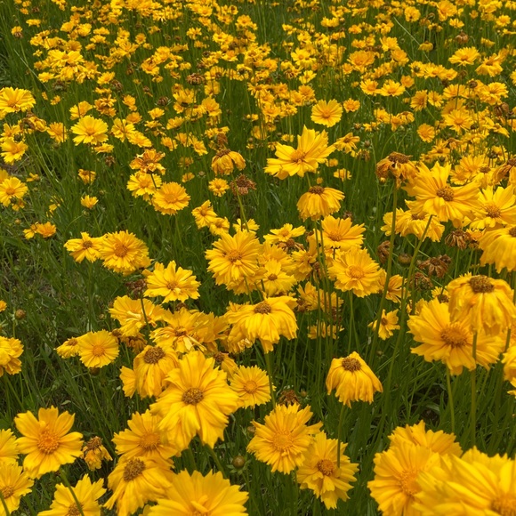 Meet your Posher, Emily - Picture 2 of 3